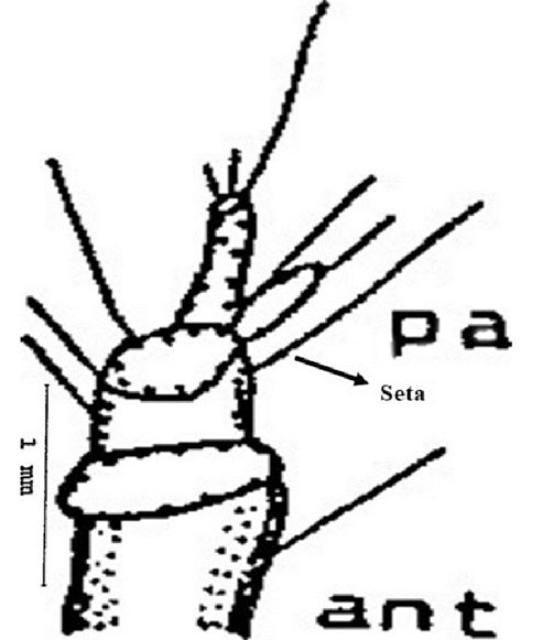 Figure 5. Antenna of the larva of a Gulf wireworm, Conoderus amplicollis (Gyllenhal) showing papilla (p), and seta.