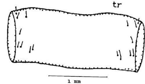 Figure 9. First abdominal tergite (tr) of the larva of a Gulf wireworm, Conoderus amplicollis (Gyllenhal).
