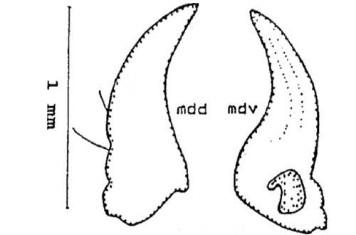 Figure 6. Mandible of the larva of a Gulf wireworm, Conoderus amplicollis (Gyllenhal) showing middorsal (mdd), and midventral (mdv) parts.