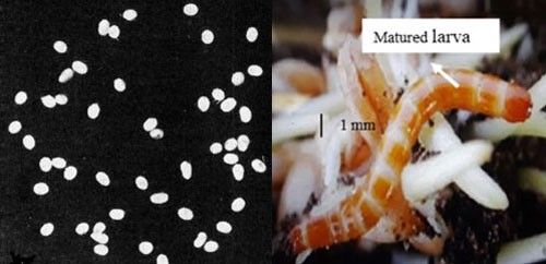 Figure 2. Egg (left) and larval (right) stages of a wireworm.