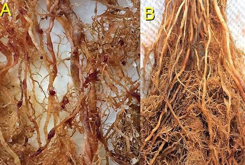 Figure 13. On rice roots (A) female grass root-knot nematode, Meloidogyne graminis Whitehead, can be observed protruding from the roots. The egg masses are on the outside of the roots (nematode egg masses have been stained dark red for observation). On limpograss (B) female Meloidogyne graminis females and egg masses remain inside the roots and are difficult to observe.