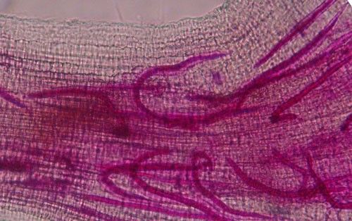 Figure 6. Second-stage juveniles (J2) of the grass root-knot nematode, Meloidogyne graminis Whitehead, inside of a bermudagrass root. Nematodes have been stained red for observation. The J2 have entered the root and are initiating their feeding sites.