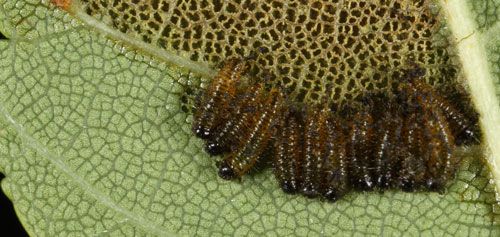 Figure 3. Larvae of Altica sp. feeding gregariously on the underside of an elm leaf.