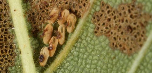 Figure 2. Hatched eggs of an Altica sp. flea beetle on the underside of an elm leaf in Gainesville, Florida. Leaf shows feeding damage from flea beetle larvae.