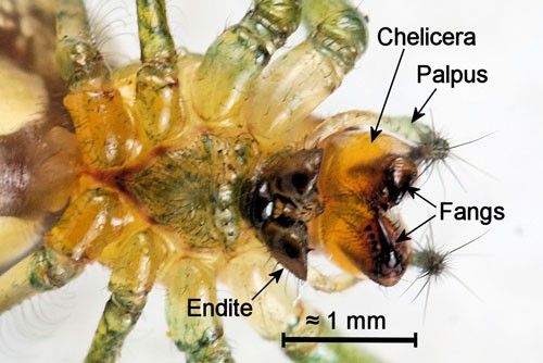 Figure 19. Orchard orbweaver, Leucauge argyrobapta (White). (ventral view of cephalothorax showing endites, palpi, chelicerae, and fangs).