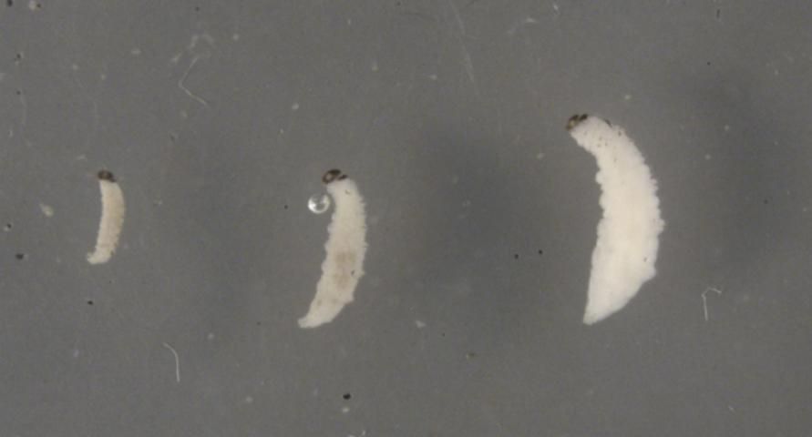 Figure 3. Larvae of Cyrtobagous salviniae (Calder & Sands) at fifth, third, and first instar.