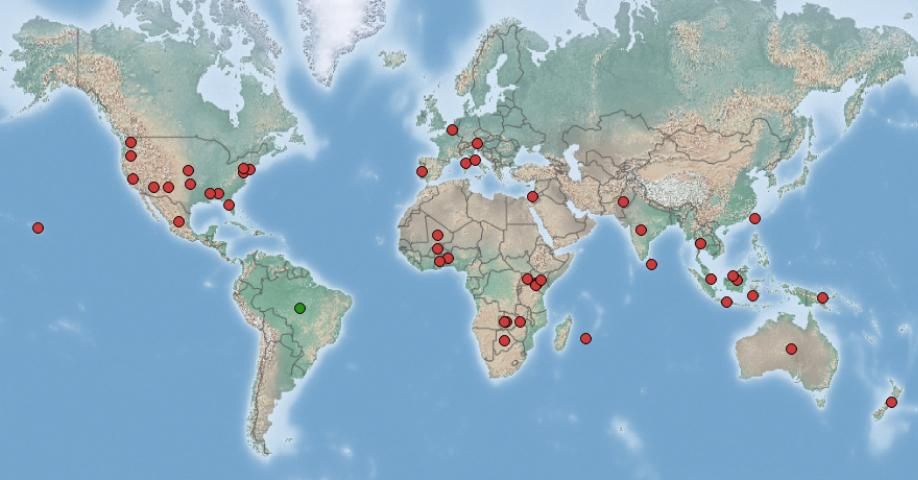 Figure 6. Worldwide distribution of Salvinia molesta D. S. Mitchell, the primary host plant of Cyrtobagous salviniae (Calder & Sands). Red dots represent areas where the plant is considered invasive and the green dot is in its native range.