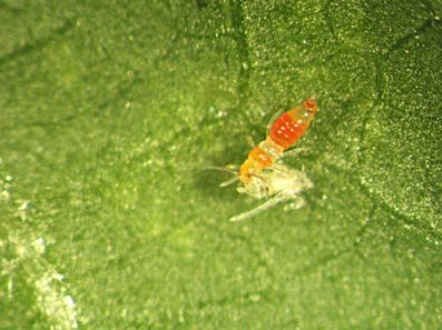 Figure 8. Larva of vespiform thrips, Franklinothrips vespiformis (Thysanoptera: Aeolothripidae), feeding on larva of poinsettia thrips, Echinothrips americanus Morgan.