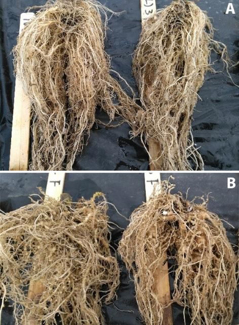 Figure 2. Roots from Tasti-Lee, which lacks the Mi gene and is susceptible to RKN (b), and a Tasti-Lee isoline, which has Mi and is resistant to RKN (a) (developed by S.F. Hutton at the UF/IFAS Gulf Coast Research and Education Center).