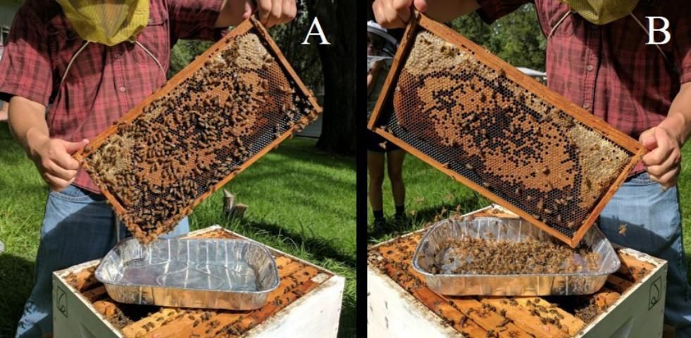 Figure 3. Preparing to shake honey bees from a comb containing emerging brood (A). Bees shook from the comb into an aluminum baking pan (B).