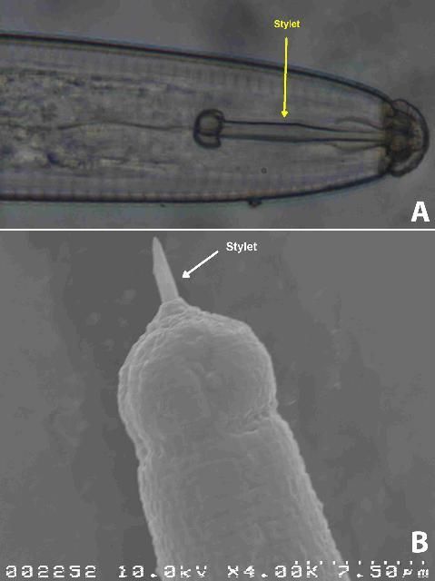 a) Retracted stylet of a lance nematode. b) Partially extended stylet of a sting nematode.