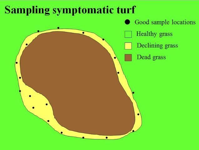 When sampling symptomatic turf, take multiple soil cores from symptomatic areas while avoiding areas of dead grass. Sample grass that is sick, not dead.