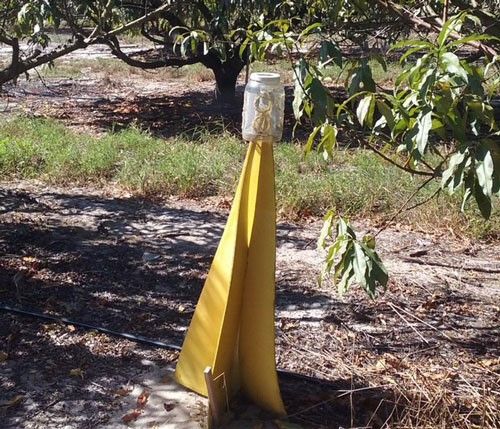 Figure 6. A ground emergence trap typical of those used for monitoring citrus weevil pests.