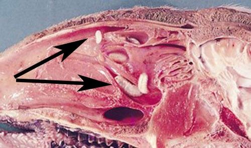 Figure 3. A cross section of a sheep's nasal cavity, exhibiting larvae of Oestrus ovis L. found within (arrows).