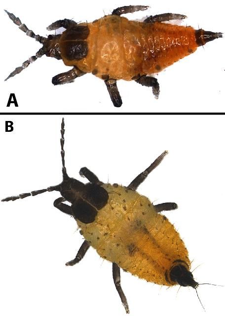 Figure 5. Larvae of Pseudophilothrips ichini Hood. A: first larval stage and B: second larval stage.
