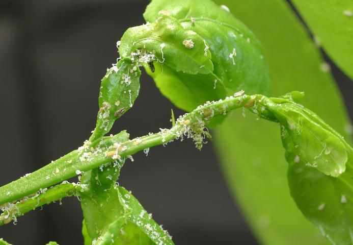 Figure 3. Asian citrus psyllid nymphs with waxy tubules.