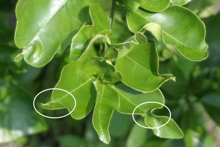 Figure 6. Twisting and curling damage from psyllid feeding on leaf.