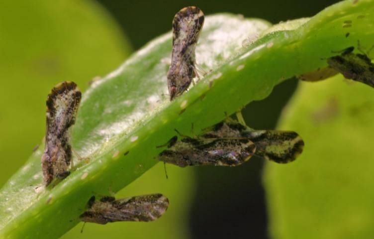 Figure 5. Adult Asian citrus psyllids feeding on upper and lower leaf surface.