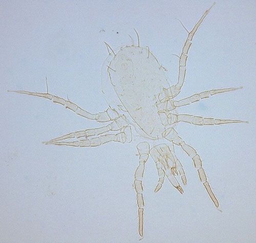 Figure 6. Adult female Typhlodromalus peregrinus (Muma), a predatory mite that feeds on Phyllocoptruta oleivora (Ashmead), observed with a phase contrast microscope.