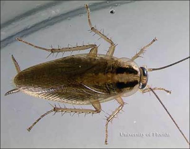 Figure 6. Adult male German cockroach, Blattella germanica (Linnaeus).