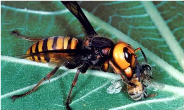 Figure 4. Vespa mandarinia Smith processing its honey bee prey capture.