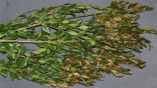 Figure 7. Severely infested foliage by boxwood leafminer, Monarthropalpus flavus (Schrank).
