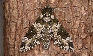 Figure 12. Adult rustic sphinx moth, Manduca rustica, on a tree trunk.