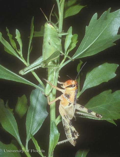 Figure 5. Comparison of American grasshopper, Schistocerca americana (Drury), nymphs raised under solitary conditions (green insect) and in a group (orange and black insect). During periods of outbreak, the grasshoppers transition from the green to the orange and black condition.