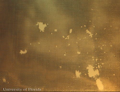 Figure 16. Window screen damaged by nibbling of American grasshoppers, Schistocerca americana (Drury).