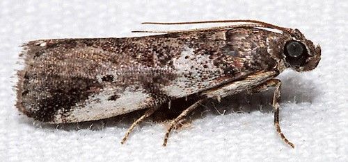 Figure 1. Adult male cranberry fruitworm, Acrobasis vaccinii Riley (lateral view).