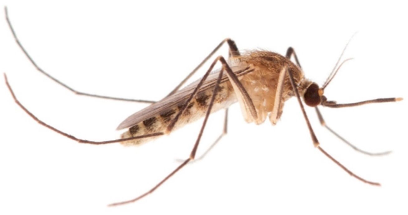 Adult female northern house mosquito Culex pipiens Linnaeus.