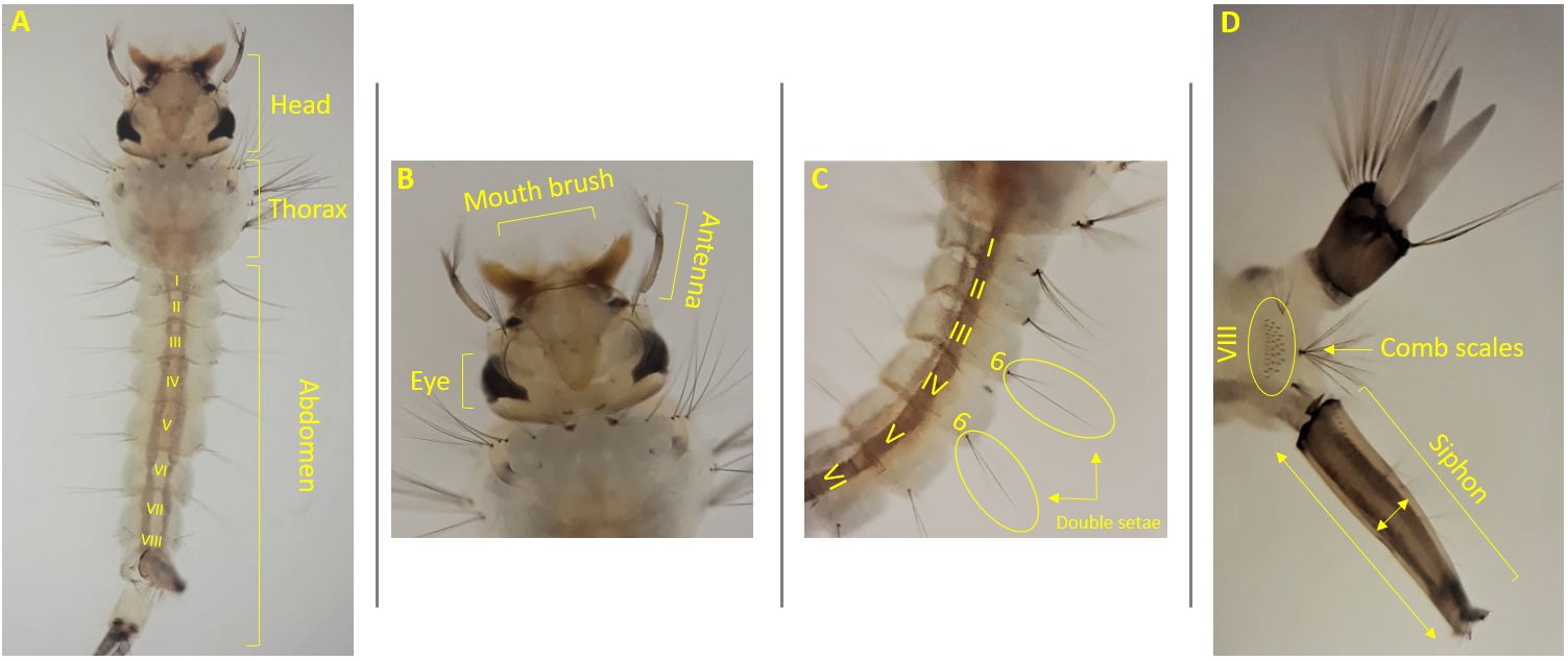 Larva of the northern house mosquito Culex pipiens Linnaeus. (A) Larval body. (B) Larval head. (C) Abdominal segments III and IV. (D) Comb scales and siphon.  