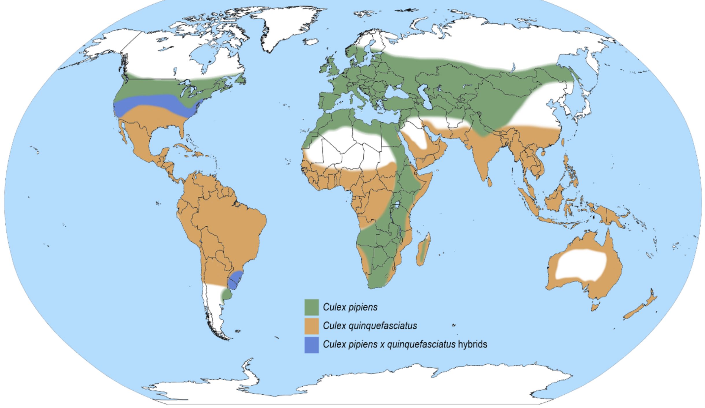 The geographical distribution of Culex pipiens (green), Culex quinquefasciatus (brown), and their hybrids (blue). 