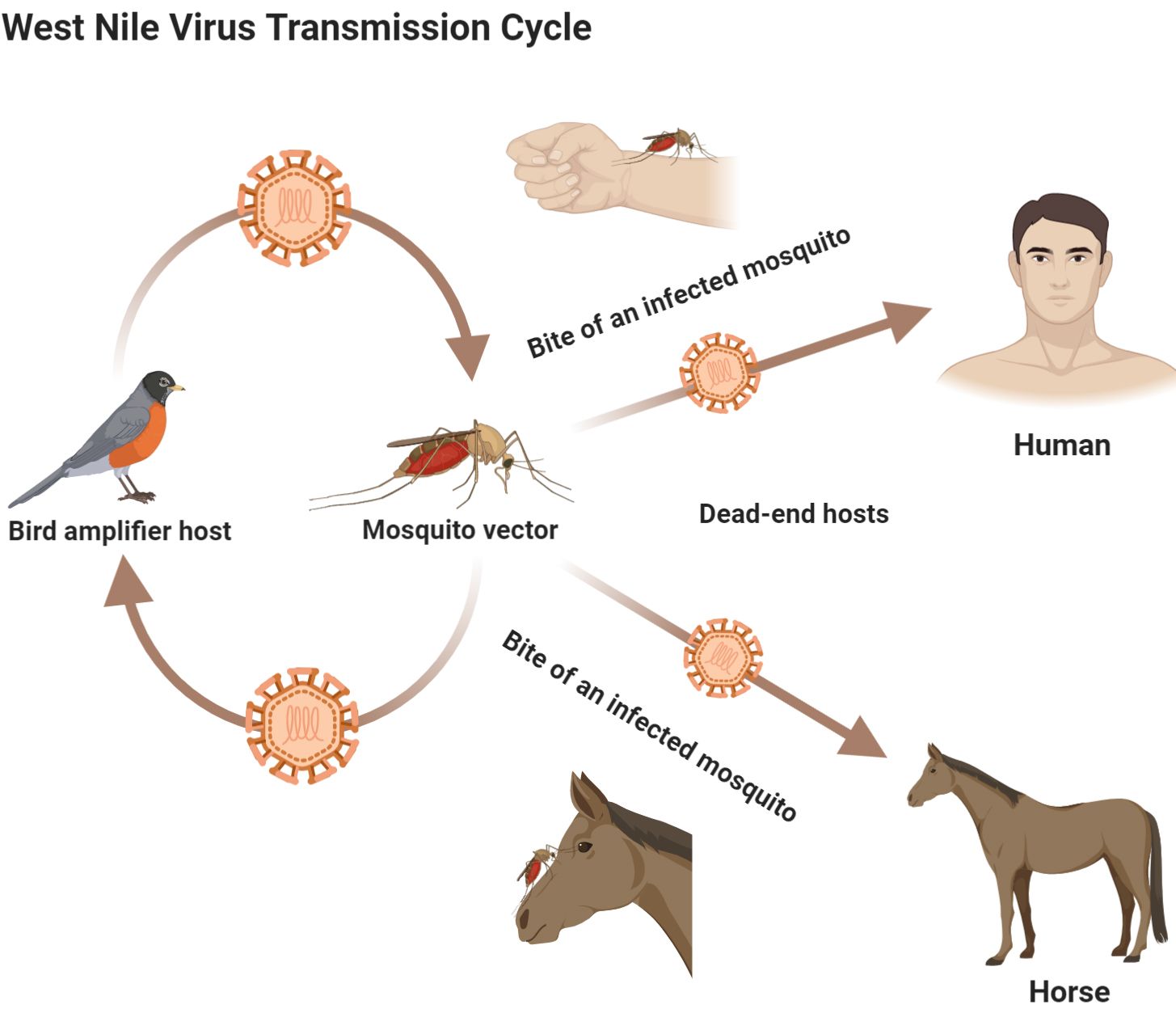 Transmission cycle of West Nile virus, an example of a virus that can be transmitted by Culex pipiens. 
