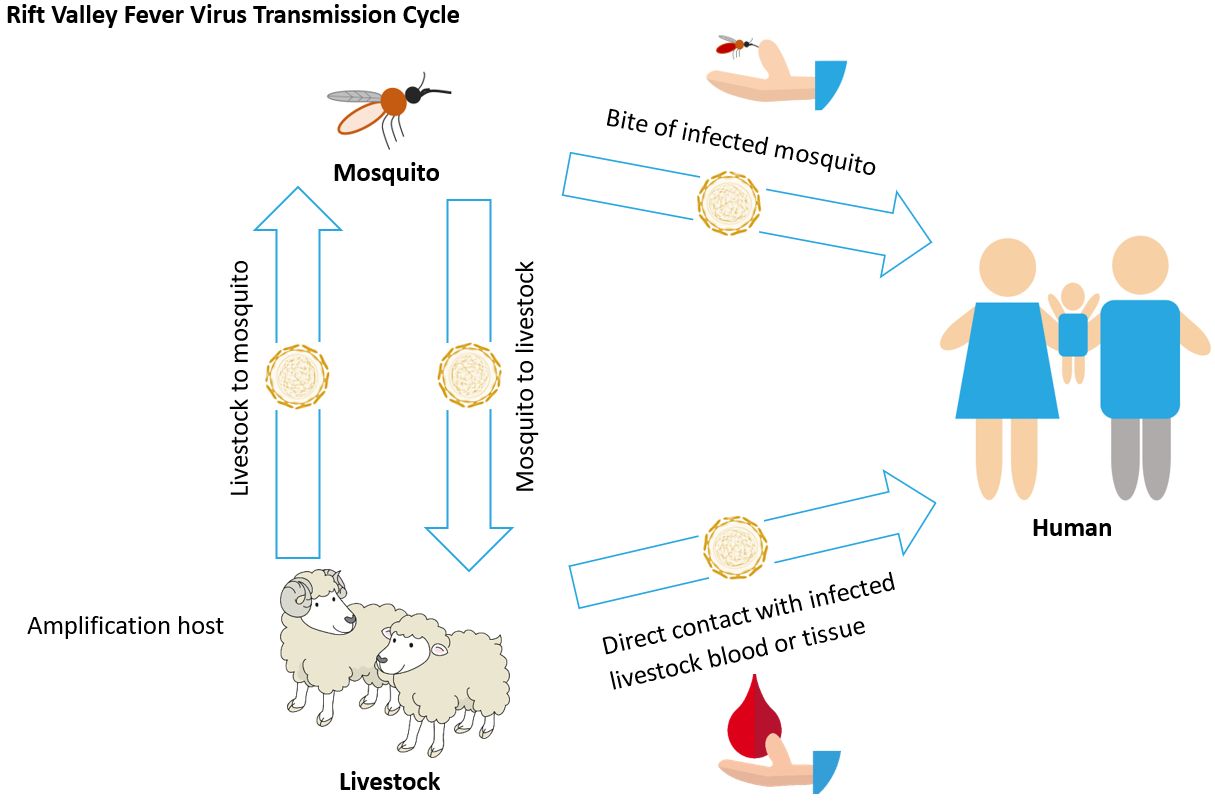 Transmission cycle of Rift Valley fever virus, an example of a virus that can be transmitted by Culex pipiens. 