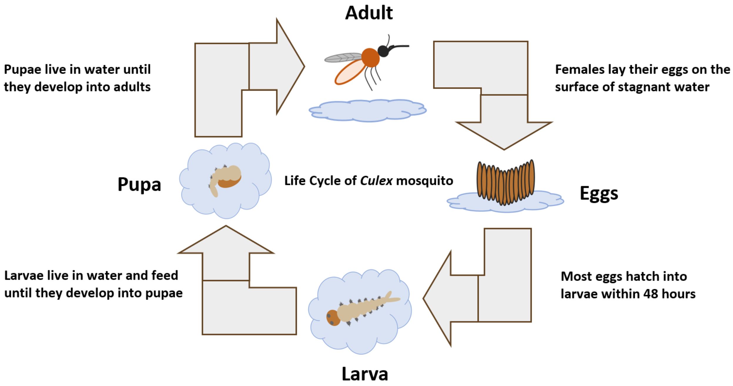 Life cycle of a Culex mosquito. 