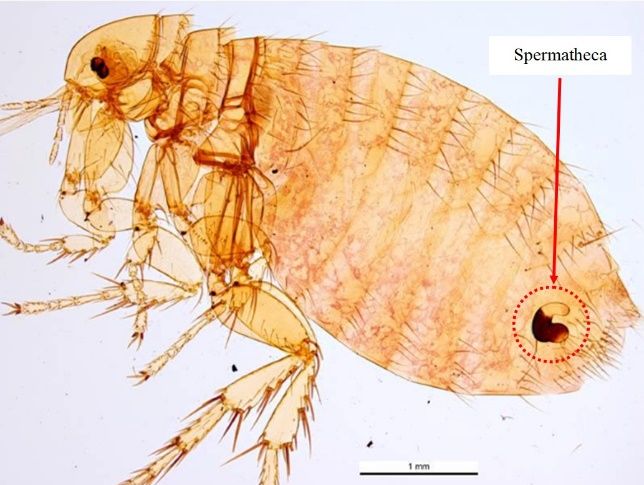 Adult female Xenopsylla cheopis with red arrow pointing to the sperm storage vessel (spermatheca), which is encircled in red. 