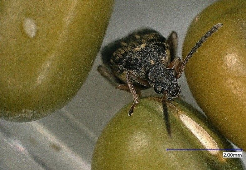 Female Callosobruchus maculatus feeding on Mung bean (Vigna radiata) at magnification 50X.