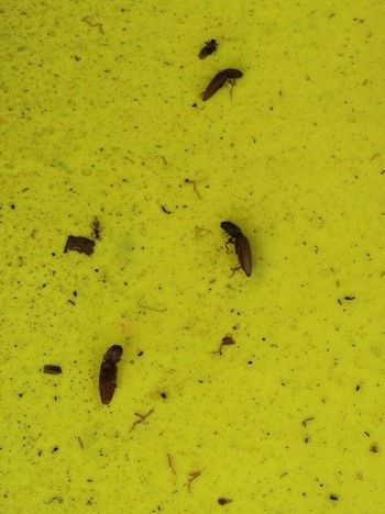 Yellow sticky cards that trapped three click beetle adults. 