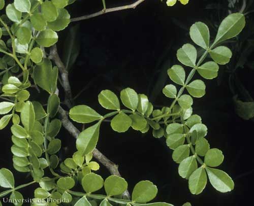 Figure 19. Lime pricklyash, Zanthoxylum fagara [L.] Sarg., a host of the giant swallowtail, Papilio cresphontes Cramer.