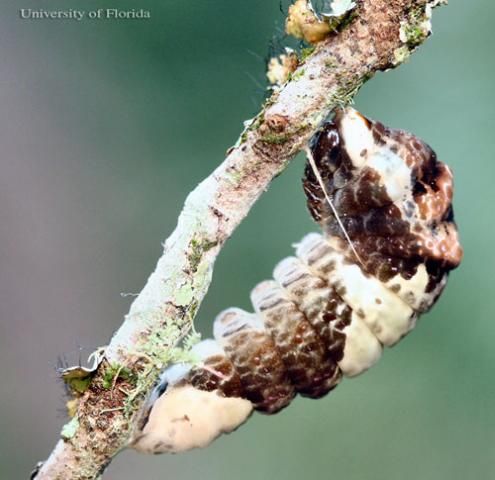 Figure 15. Prepupa of the giant swallowtail, Papilio cresphontes Cramer.