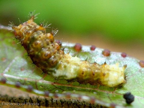 Figure 6. Three-day-old larva of the giant swallowtail, Papilio cresphontes Cramer. Head is to the left.