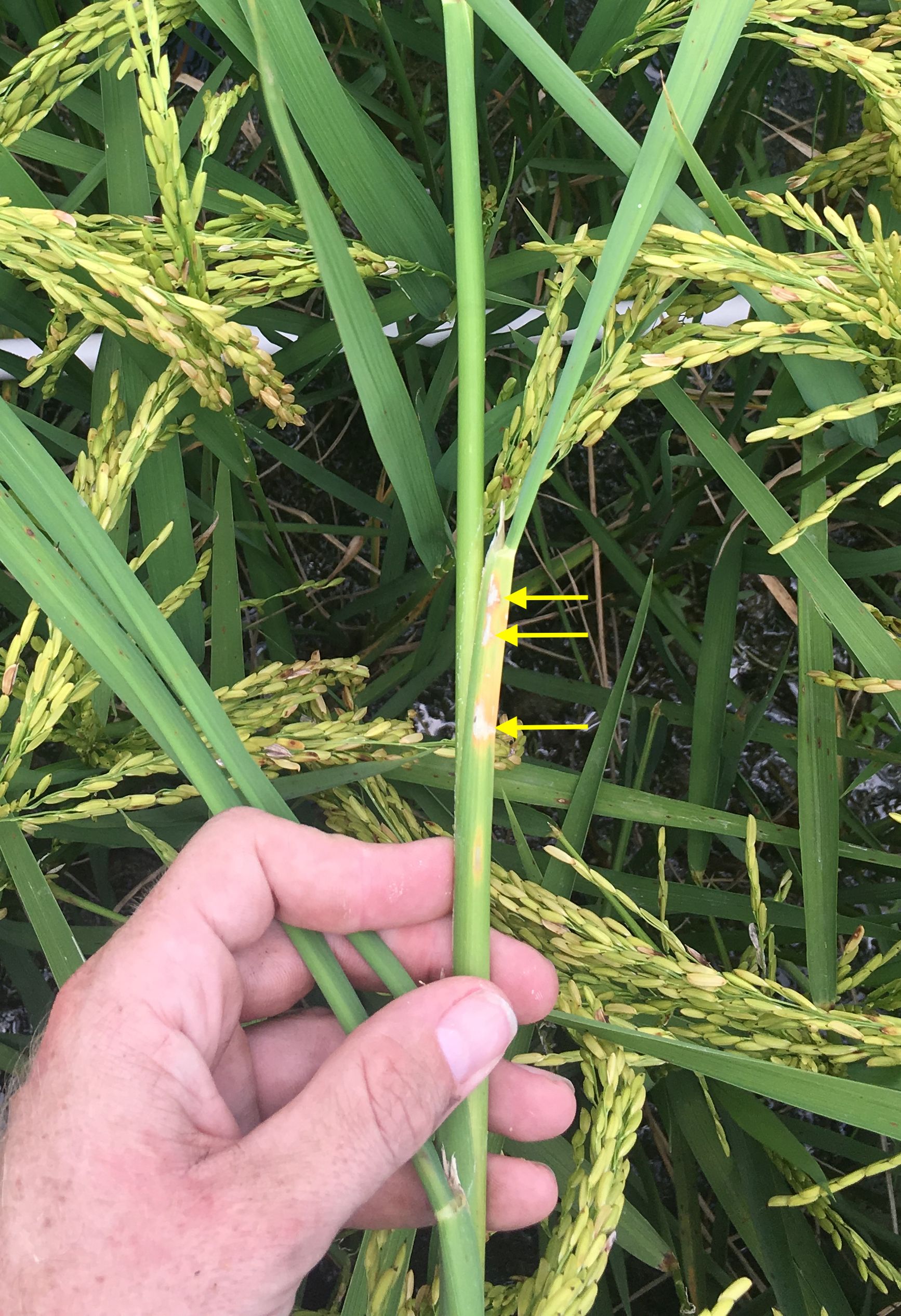 Window paning caused by young sugarcane borer larvae within rice tiller leaf sheaths. 