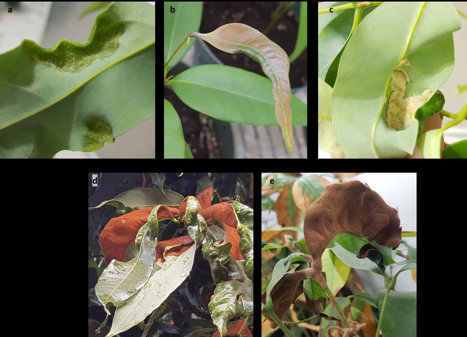 Erinea development on leaves. a) initial hair formation on the underside of the leaves, b) initial leaf color change appears on the upper side of the new flush , c) white more dense erineum, d) amber mature erineum, e) overexploited dark brown erineum.