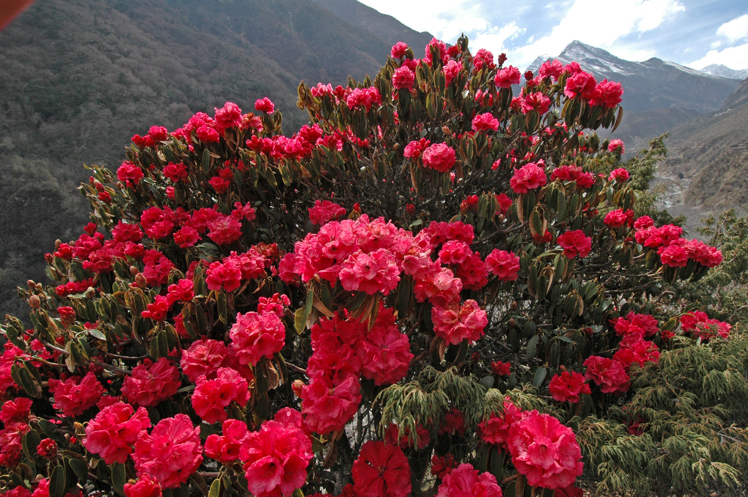 Rhododendron Forest in the Sagarmatha National Park, Himalaya, Nepal. Apis laboriosa workers visit rhododendron flowers during the spring to create what is known as mad honey. 