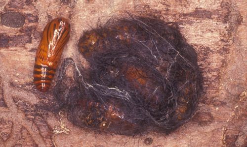 Figure 4. Pupal aggregation of oleander caterpillar, Syntomeida epilais Walker, covered by thin cocoon of hairs and silk.