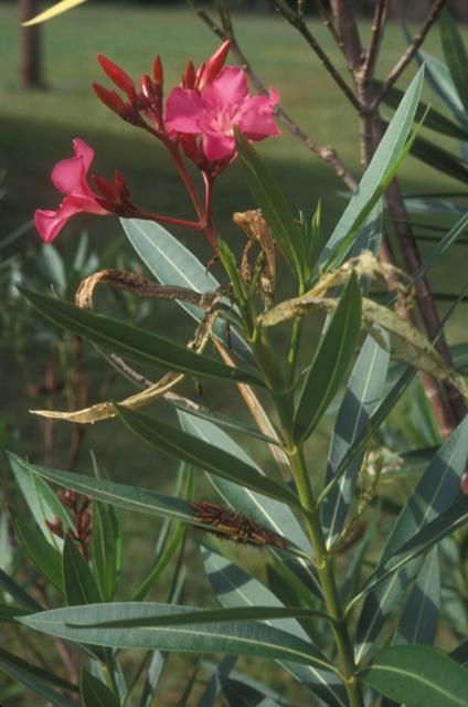 Figure 6. Skeletonized oleander terminals are the first sign of infestation by oleander caterpillar, Syntomeida epilais Walker.