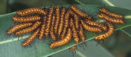Figure 5. Control of oleander caterpillar, Syntomeida epilais Walker, is easiest during gregarious feeding stage.