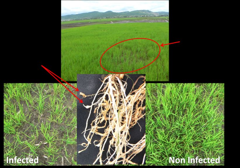 Rice field infected by Meloidogyne graminicola with the typical patches of reduced growth and tillering symptoms and roots with hooked-like galls.