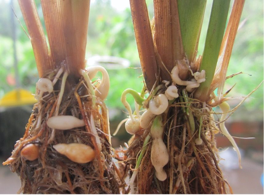 Typical hook-like galls on rice roots infected by Meloidogyne graminicola.
